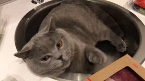 Британский кот : Гарри тебе здесь не место!  Поведение британца кота / British cat