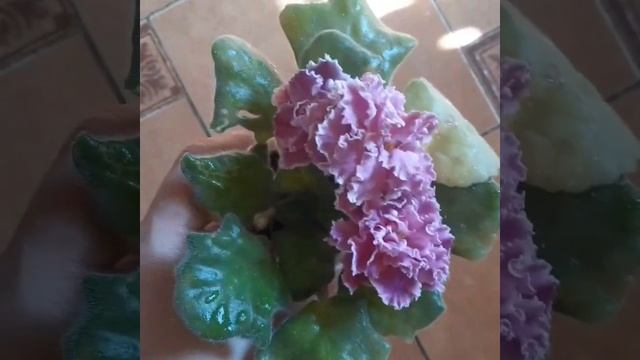 Фиалка Богемная рапсодия/Saintpaulia Bohemian Rhapsody смотреть онлайн