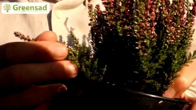 Вереск Особенности, уход и размножение вереска смотреть онлайн