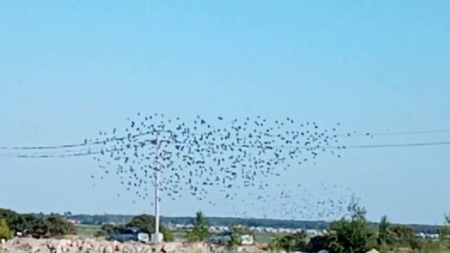 Болотные птицы смотреть онлайн