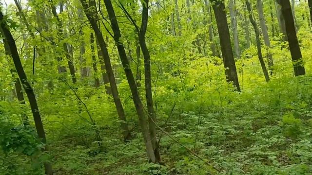 САМВЕЛ АДАМЯН КАК ДЕЛА У ИГОРЯ С ГЕМОРО%М. У ЮЛЬКИ ЦЕЛЬ БЫЛА ОДНА смотреть онлайн