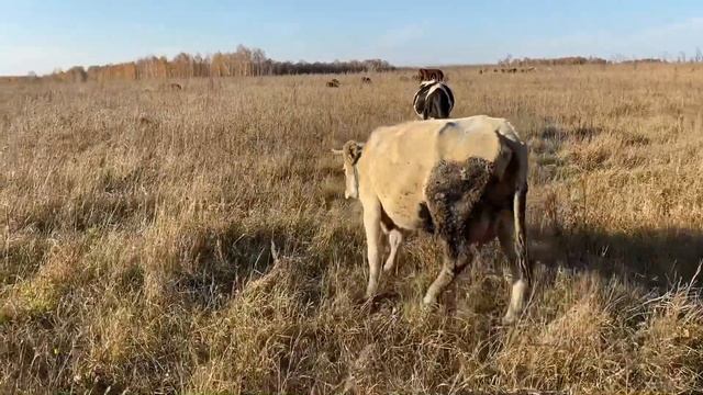 Огромное стадо коров!/Работаем на износ!/ Козы в лесу ! смотреть онлайн