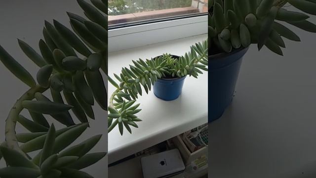 Flower смотреть онлайн