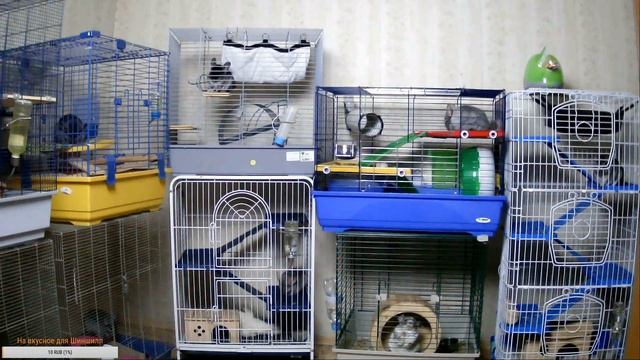 Наблюдаем за жизнью Шиншилл смотреть онлайн