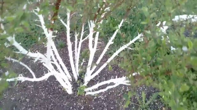 Обрабатываю пищевой содой вишни. 04.05.2018г. смотреть онлайн