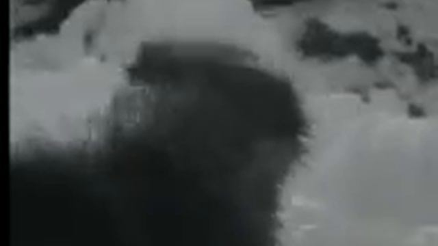 ПСЫ И ВОЛКИ