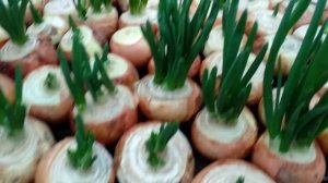 лук на перо! САМАЯ ЧАСТАЯ ОШИБКА!!!!!