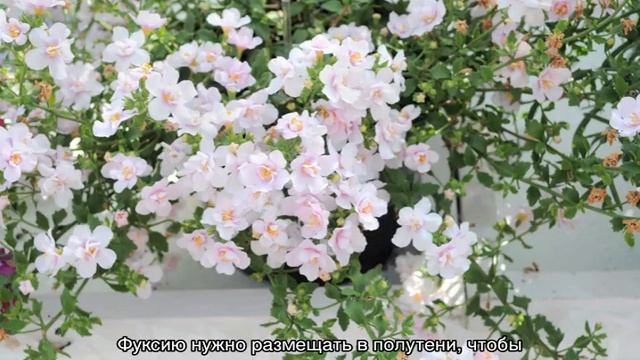 Кашпо с ампельными растениями для улицы и для квартиры смотреть онлайн