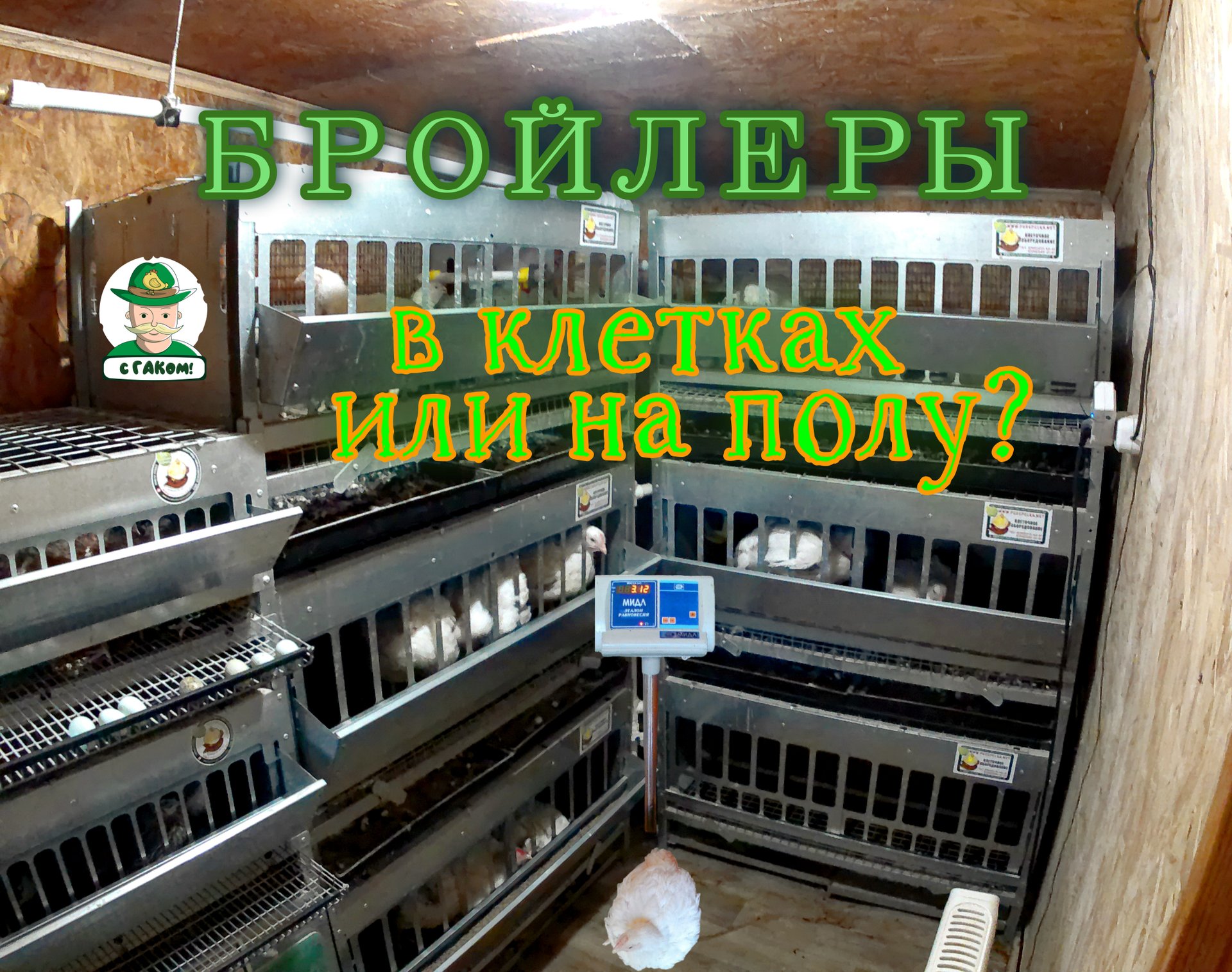 Бройлеры. Содержание напольное или в клетках? Четырёхлетний опыт смотреть онлайн
