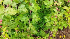 Прищипка малины ремонтантной. Когда прищипывать и нужна ли вообще прищипка?