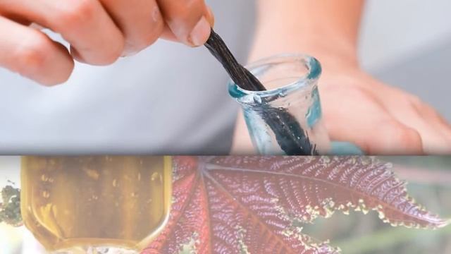 КАСТОРОВОЕ МАСЛО для подкормки комнатных растений. Дешевое средство для цветов смотреть онлайн