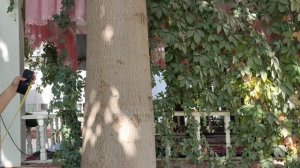 Энг катта Павлония дарахти #павловния #павлония #павлониякучати #paulownia