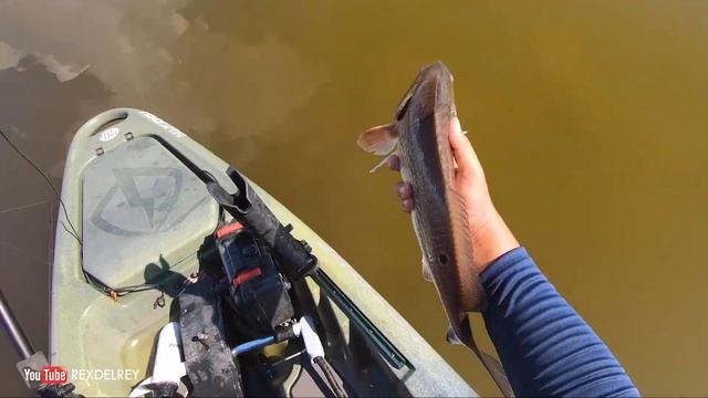 Sight Fishing PAC Kayak | #FishFRSH смотреть онлайн