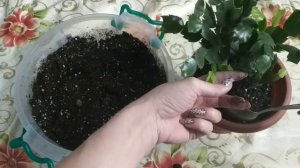 Декабрист (шлюмбергера)?Уход?Пересадка?Состав грунта?Корни?Подбор нового горшка?Дренаж?Не цветет?