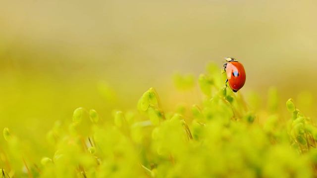 Relaxing 8k nature scenes for meditation and mindfulness Soothing Nature 8k Video Ultra HD 2023