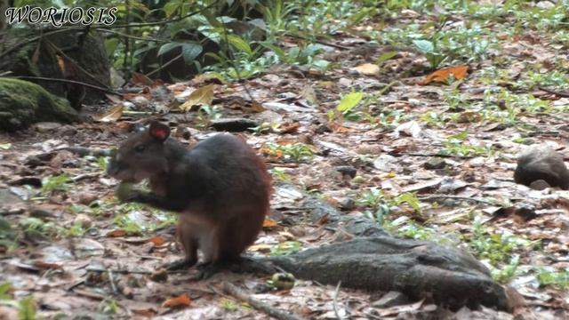 Агути / Central American agouti смотреть онлайн