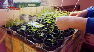 Когда и как прищипывать хризантему.