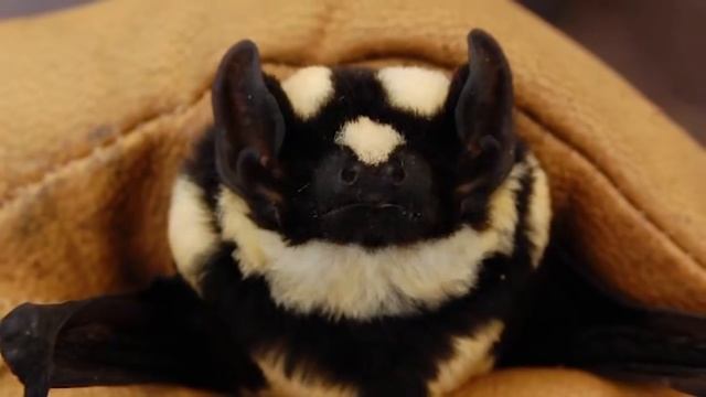 Интересные факты - Летучие мыши