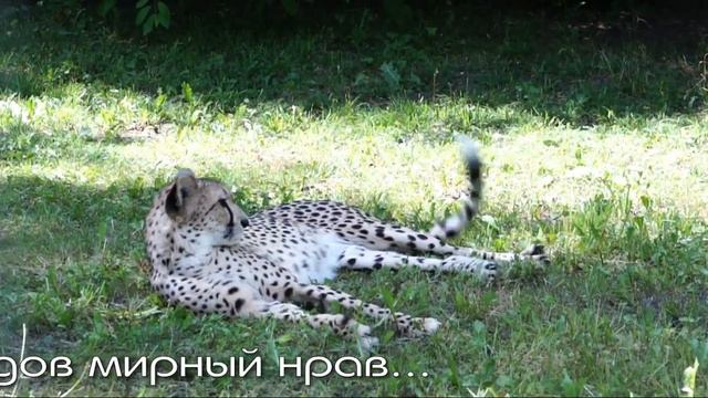 Гепарды Эстер и Кода из провинции Лимпопо отдыхают на зеленой травке. смотреть онлайн