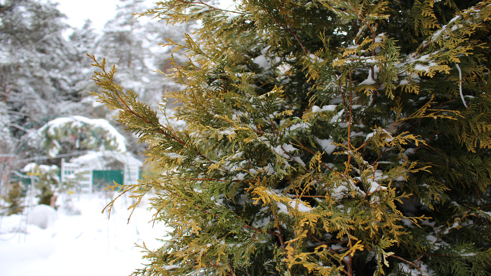 Апрельская зима в подмосковном саду / Цветочная рассада на окне / Немного романтики смотреть онлайн