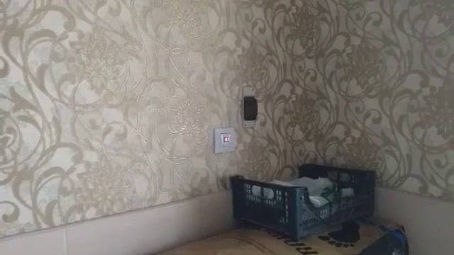 Переселение щенков вельш корги пемброк в летний щенятник, питомник Воплощение мечты. смотреть онлайн
