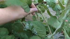 СТОЛЕШНИК гигантский сорт малины