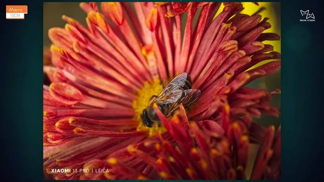 Xiaomi 13 Pro Camera Review | Leica | смотреть онлайн