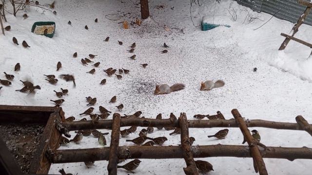 Белки всеядны, но семечки самые вкусные.