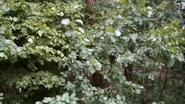 Сытин настрой на здоровый, спокойный сон для женщин. Настрои Георгия Сытина. смотреть онлайн