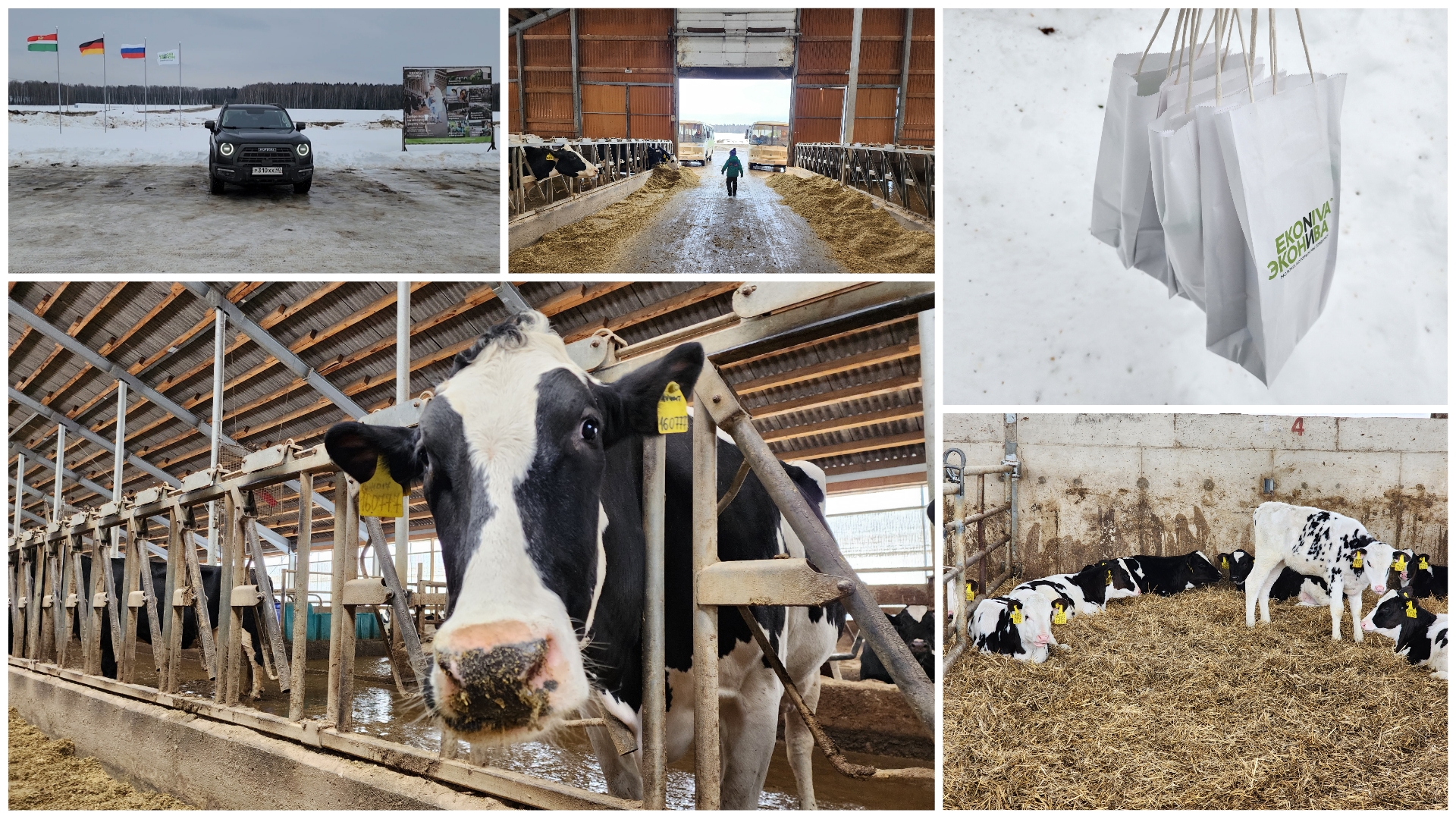 Путешествие "Путь молока". Экскурсионный проект «ЭкоНивы», ЖК "Уланово". смотреть онлайн