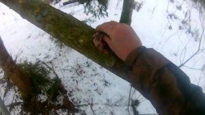 Охота на куницу с кулемками.