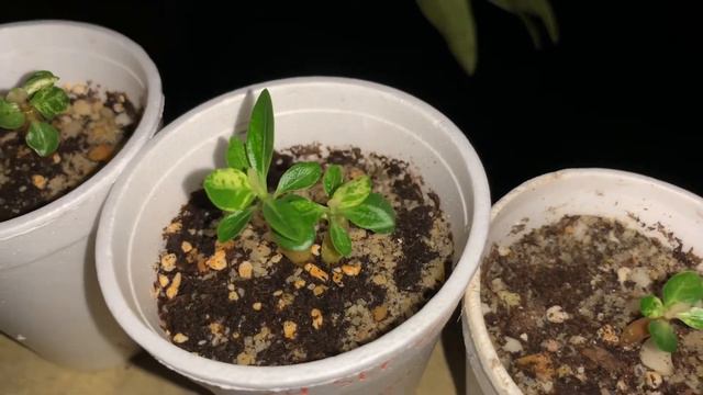Variegated Adenium Obesum seedlings #variegatedadenium #variegatedobesum #variegatedadeniumseedling смотреть онлайн
