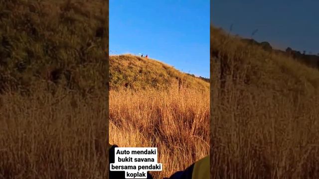 Focus on the goals of the Indonesian savanna смотреть онлайн