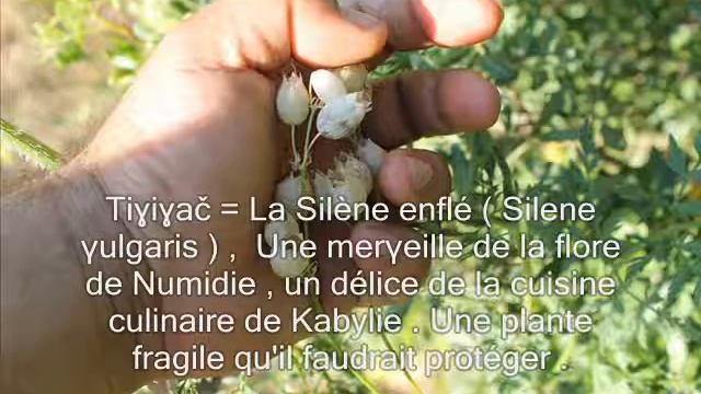 Tiɣiɣač / La Silène Enflée (Silene Vulgaris)