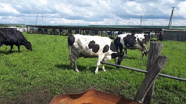 Как выглядит хорошая молочная корова? Видео! Кипите КРС у нас 89656176005 смотреть онлайн