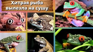 Хитрая рыба вылезла на сушу. И что из этого вышло? Frog. Who is it?