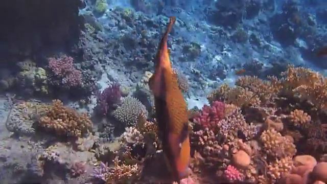 титановые спинороги у отеля Шарм Плаза смотреть онлайн