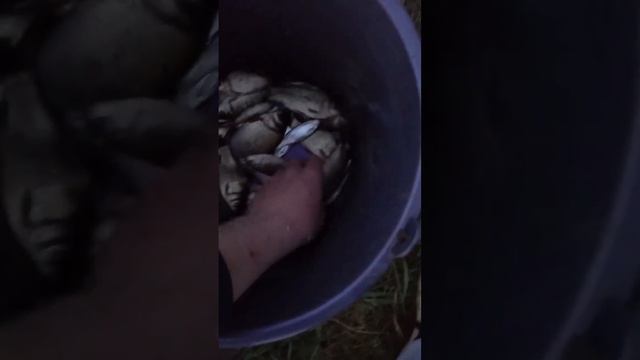 СКК Красногвардейская ветка, рыбалка смотреть онлайн