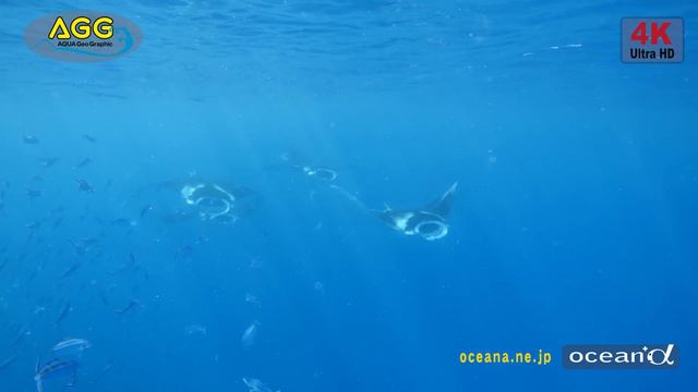 [4K Ultra HD] Manta Ray Round and Round at Palau (Shot on Panasonic LUMIX GH4) смотреть онлайн