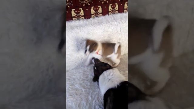 VID 20150130 140710 смотреть онлайн