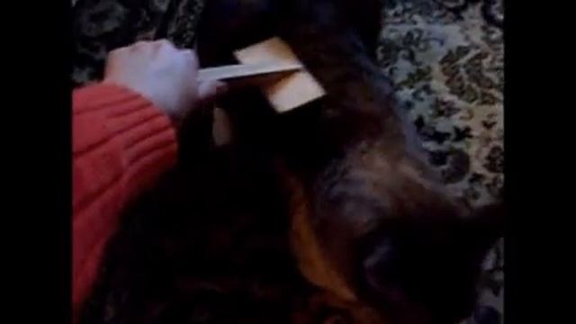 Как правильно чесать кота How to love my cat right смотреть онлайн