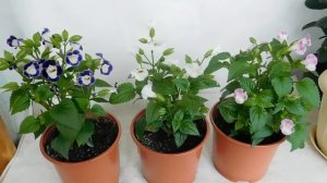 ?ТОРЕНИЯ ! ДОМАШНИЙ ЦВЕТОЧЕК, ВЫРАЩИВАНИЕ . ?