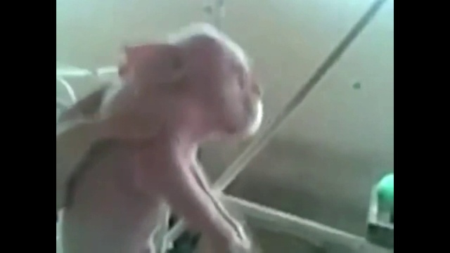 Человек свинья. смотреть онлайн