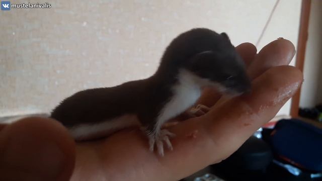 Один день из жизни ласки - One day of weasel's life(Mustela nivalis) смотреть онлайн