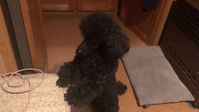 Пудель . Как назвать собаку?