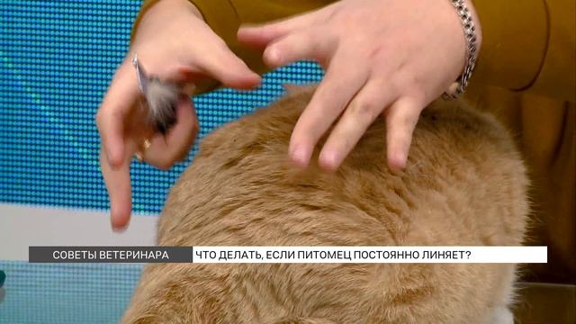 Что делать, если питомец постоянно линяет? смотреть онлайн
