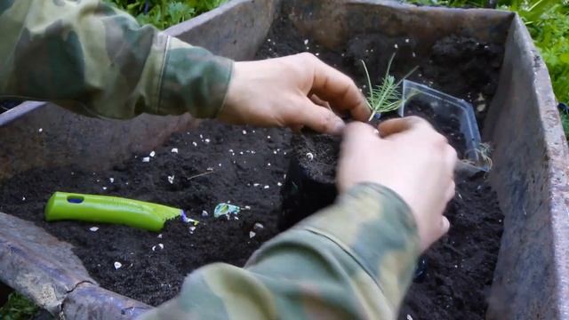 Сосны с крупными семенами: Джеффри, Джерарда, Пиния (Итальянский кедр). смотреть онлайн