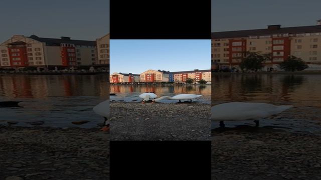 Лебединое озеро у дома