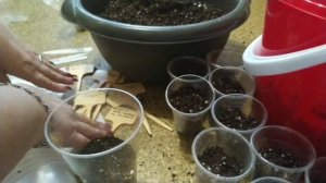 Сажаем оксалисы. Луковицы и ризомы.