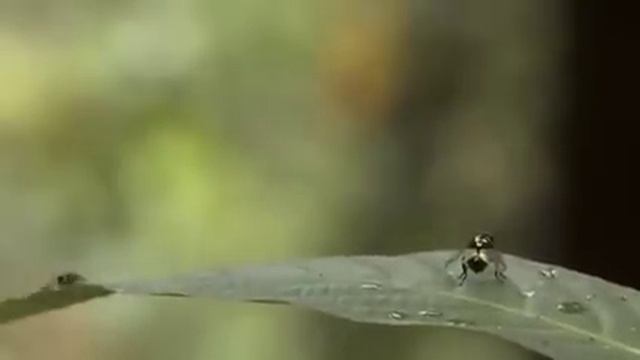 Green - The film - An Orangutan's journey - part 1/4 смотреть онлайн